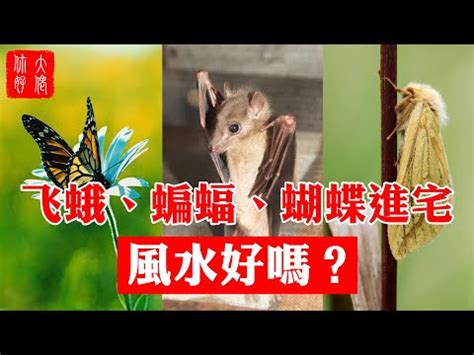 蝴蝶进家 意思|蝴蝶飛進家，如何應對趨吉避兇？